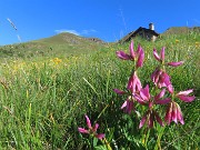 08 Trifolium alpinum -Trfoglio alpino